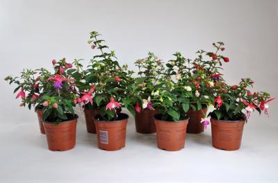 Фуксия, Гор10, Выс25 в интернет гипермаркете «Планета Лета». Фото