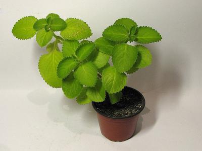 Плектрантус, Гор22 М в интернет гипермаркете «Планета Лета». Фото