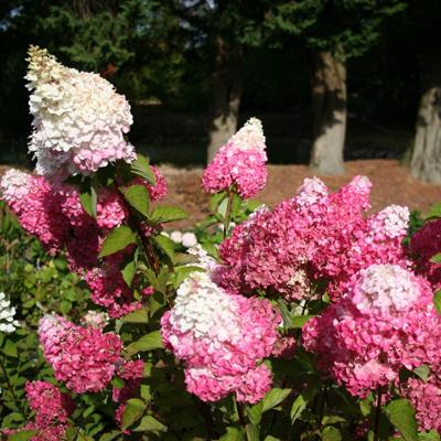 Гортензия метельчатая Фрайз Мелба/ЦКорЛюкс в интернет гипермаркете «Планета Лета». Фото