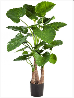 Алоказия Калидора 120 см 3 ствола в интернет гипермаркете «Планета Лета». Фото
