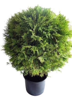 Туя запад.Вудварди, Гор26, Выс50-60 КТ в интернет гипермаркете «Планета Лета». Фото