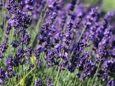 Лаванда узколистная Гавана в коробке в интернет гипермаркете «Планета Лета». Фото