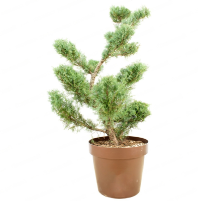Бонсай Можжевельник виргин.Grey Owl, Гор26, Выс50 в интернет гипермаркете «Планета Лета». Фото