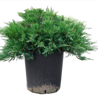 Можжевел.обыкн.Glauca, Гор17, Выс25 в интернет гипермаркете «Планета Лета». Фото