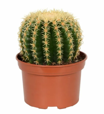 Эхинокактус Grusoni Brevispinus, Гор17, Выс16 в интернет гипермаркете «Планета Лета». Фото