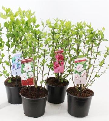 Гибискус сирийский, Гор19, Выс40 в интернет гипермаркете «Планета Лета». Фото