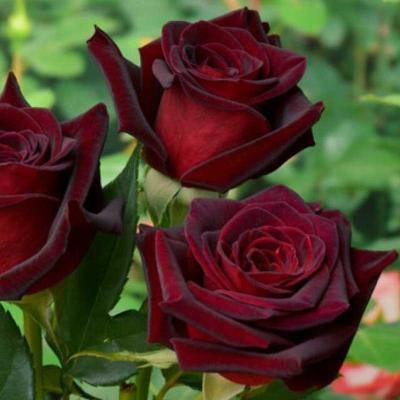 Роза чайно-гибридная Магия (черная) Гор23 М в интернет гипермаркете «Планета Лета». Фото