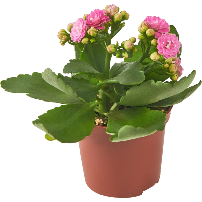 Каланхоэ Bl Mini Calandiva, Гор7, Выс15 в интернет гипермаркете «Планета Лета». Фото