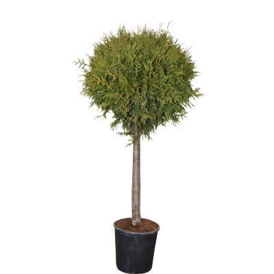 Туя запад.Smaragd штамб, Гор30, Выс100 И в интернет гипермаркете «Планета Лета». Фото