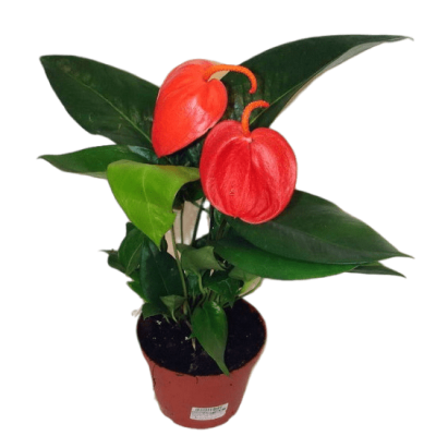 Антуриум Sc Giovanni, Гор14, Выс50 в интернет гипермаркете «Планета Лета». Фото