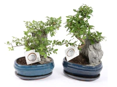 Бонсаи Mix, Гор24, Выс60 в интернет гипермаркете «Планета Лета». Фото