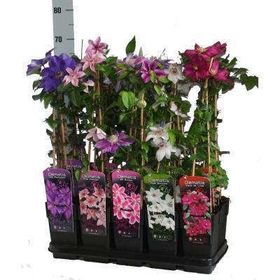 Вьющиеся растения микс, Гор12, Выс50 в интернет гипермаркете «Планета Лета». Фото