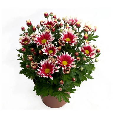 Хризантема Splash Rocker, Гор8, Выс20 в интернет гипермаркете «Планета Лета». Фото