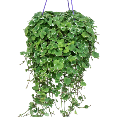 Глехома Variegata, Гор11, Выс18 в интернет гипермаркете «Планета Лета». Фото