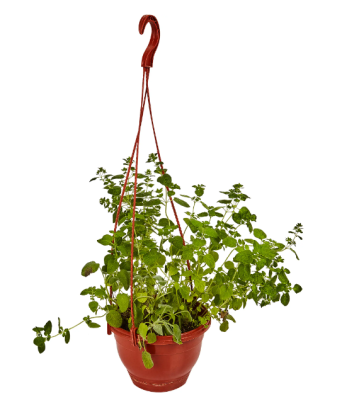 Травянистые микс подвес, Гор25 М в интернет гипермаркете «Планета Лета». Фото