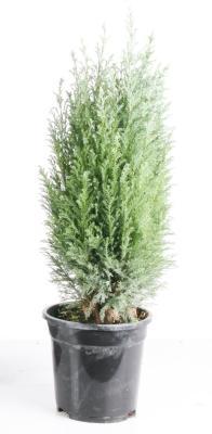 Можжевел.китайс.Stricta, Гор28, Выс80 в интернет гипермаркете «Планета Лета». Фото