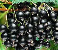 Смородина черная традиционные сорта Ленинградский великан/ЦКор в интернет гипермаркете «Планета Лета». Фото