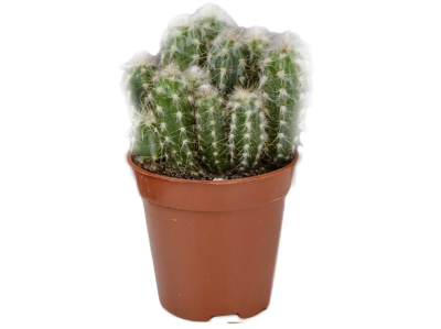 Кактус OREOCEREUS, Гор10, Выс35 в интернет гипермаркете «Планета Лета». Фото