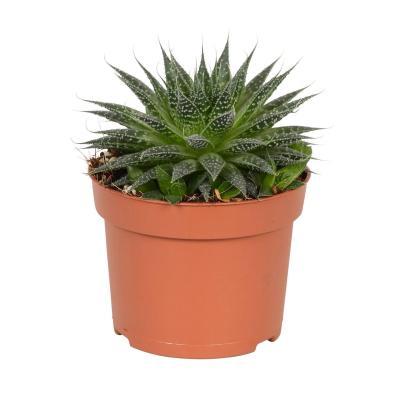 Алоэ Aristata Magic, Гор12, Выс20 в интернет гипермаркете «Планета Лета». Фото