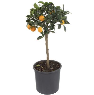 Цитрофортунелла Kumquat, Гор24, Выс100 в интернет гипермаркете «Планета Лета». Фото