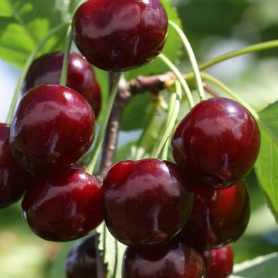 Черешня Речица/ЦКорЛюкс в интернет гипермаркете «Планета Лета». Фото