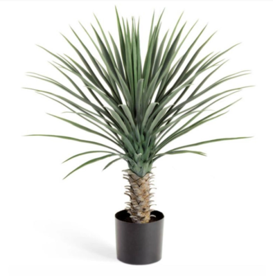 Юкка Рострата куст 80 см в интернет гипермаркете «Планета Лета». Фото