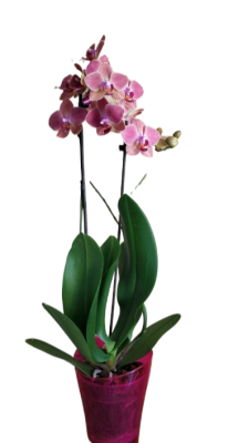 Фаленопсис 2 pp Royal Confetti, Гор12, Выс55 в интернет гипермаркете «Планета Лета». Фото