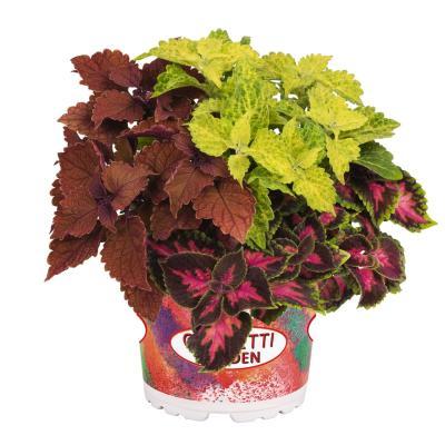 Колеус Main Street TRIO, Гор13 М в интернет гипермаркете «Планета Лета». Фото