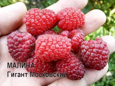 Малина Московский бесшипный С2 Выс40 в интернет гипермаркете «Планета Лета». Фото