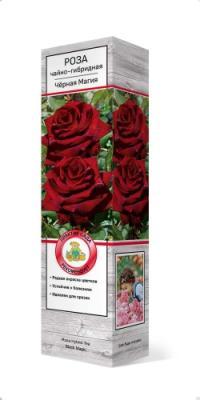 Роза чайно-гибридная Черная Магия C2 Выс30 в интернет гипермаркете «Планета Лета». Фото