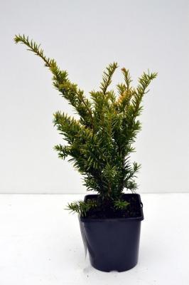 Тис ягодный SemperAurea, Гор28, Выс50 в интернет гипермаркете «Планета Лета». Фото