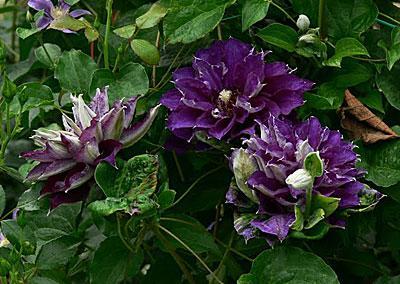 Клематис крупноцветковый Шин-Шигоку/ЦКор в интернет гипермаркете «Планета Лета». Фото