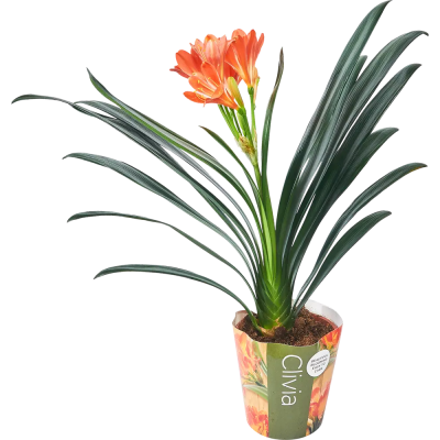 Кливия Miniata 3, Гор13, Выс50 в интернет гипермаркете «Планета Лета». Фото