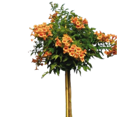 Кампсис Indian Summer штамб, Гор28, Выс120 в интернет гипермаркете «Планета Лета». Фото