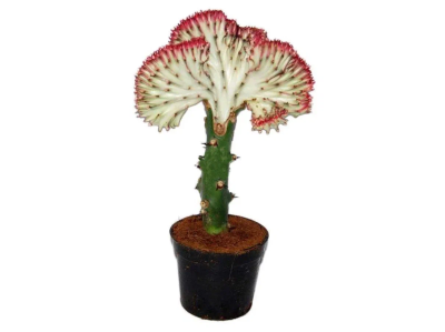 Эуфорбия, Гор31, Выс30 в интернет гипермаркете «Планета Лета». Фото