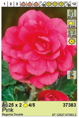 BES Бегония Double Pink (x2) в интернет гипермаркете «Планета Лета». Фото