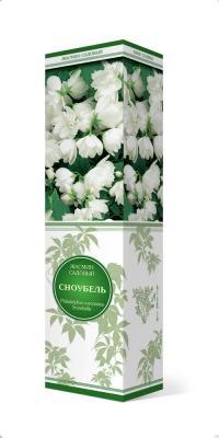 Жасмин садовый (Чубушник) Сноубель/ЦКор в интернет гипермаркете «Планета Лета». Фото