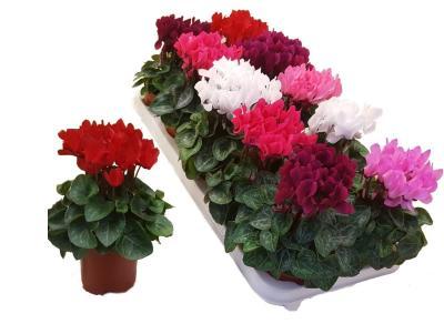 Цикламен, Гор12 М в интернет гипермаркете «Планета Лета». Фото