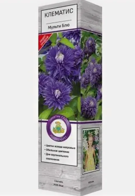 Клематис крупноцветковый Мульти Блю/ЦКор в интернет гипермаркете «Планета Лета». Фото