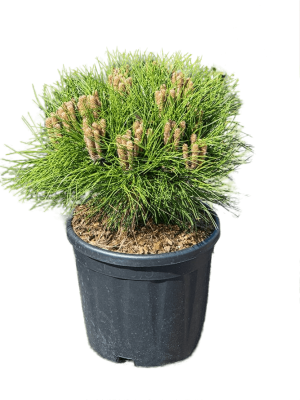 Сосна черная Brepo, Гор40, Выс90 в интернет гипермаркете «Планета Лета». Фото