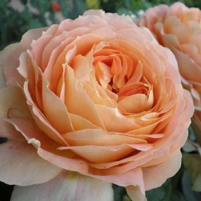 Роза чайно-гибридная Карамель ЗГ в интернет гипермаркете «Планета Лета». Фото