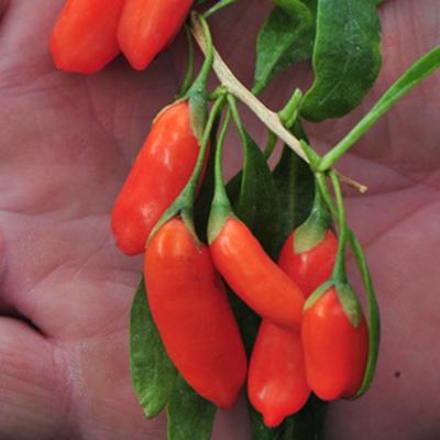 Годжи Нью Биг П в интернет гипермаркете «Планета Лета». Фото