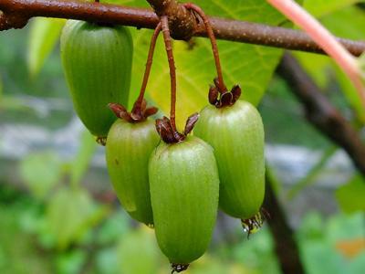 Актинидия коломикта Изюмная Гор23 М в интернет гипермаркете «Планета Лета». Фото