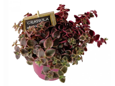 Крассула Marginalis, Гор14, Выс20 в интернет гипермаркете «Планета Лета». Фото