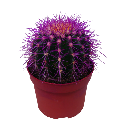 Кактус colour, Гор5, Выс8 в интернет гипермаркете «Планета Лета». Фото