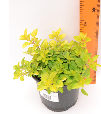 Душица Голд Наггет, Гор 10 М в интернет гипермаркете «Планета Лета». Фото