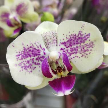 Фаленопсис 2 pp Octopus, Гор12, Выс60 в интернет гипермаркете «Планета Лета». Фото