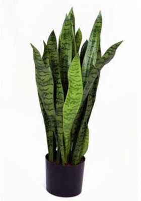 Сансевиерия зелёная куст в-80 см в интернет гипермаркете «Планета Лета». Фото