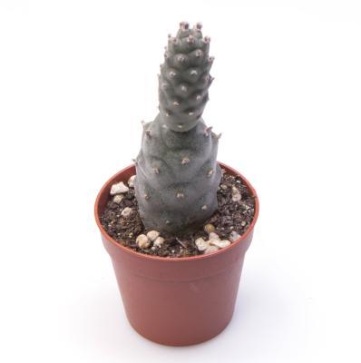 Кактус Tephrocactus Diademata, Гор9, Выс10 в интернет гипермаркете «Планета Лета». Фото