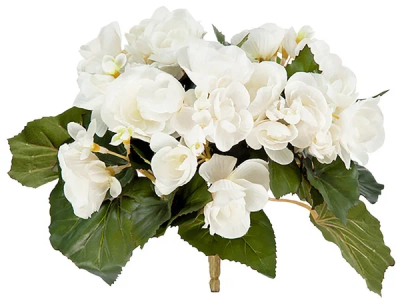 Бегония куст белый в-15 см 20.1087CR в интернет гипермаркете «Планета Лета». Фото